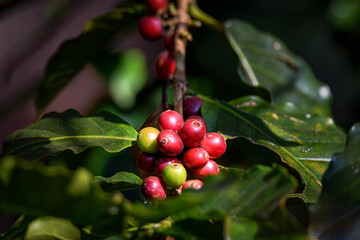 Coffee tree with ripe berries on farm at north of Thailand.