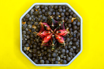 Cactus plant in pot.