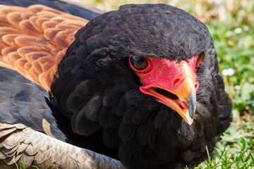 Portrait of an eagle juggler lying and cooling on the grass.