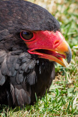 Portrait of an eagle juggler lying and cooling on the grass.
