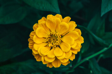 Beautiful yellow flower on a background of greenery