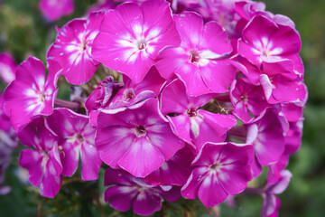 Purple phlox flowers in the garden