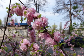 Blossoming branch of Prunus triloba in mid April