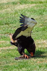 An eagle juggler hunts a snake on the ground.