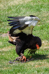 An eagle juggler hunts a snake on the ground.