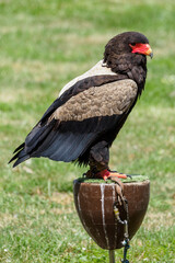 The eagle geek is standing on a pedestal.