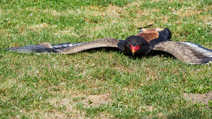 An eagle geek lying and cooling on the grass.