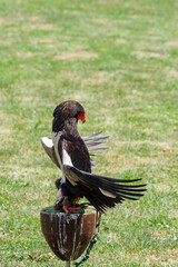 The eagle geek stands on a pedestal and cools off.