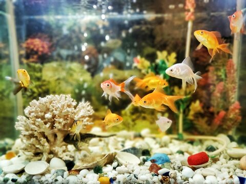 fish in the aquarium with Indian goldfish