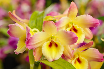 Dendrobium Nobile orchid flower with center focus and rest of image blurred