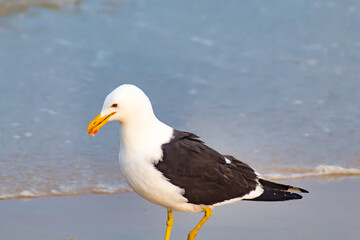 seagull,  Kelp Gull on the beach  