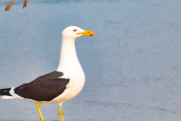 seagull,  Kelp Gull on the beach  