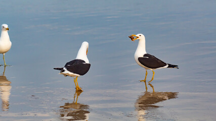 black headed gulls