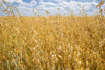 Summer landscape with the field of ripe rye or oats and blue sky with clouds. Countryside. Summertime. Harvesting