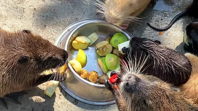 nutria with cubs have lunch at the zoo