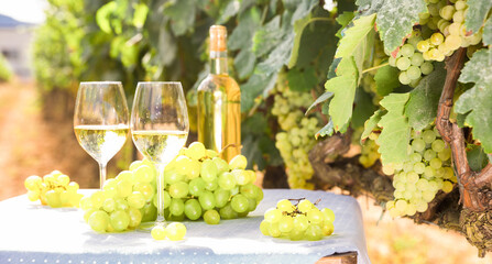 still life with glass of White wine grapes on table in field