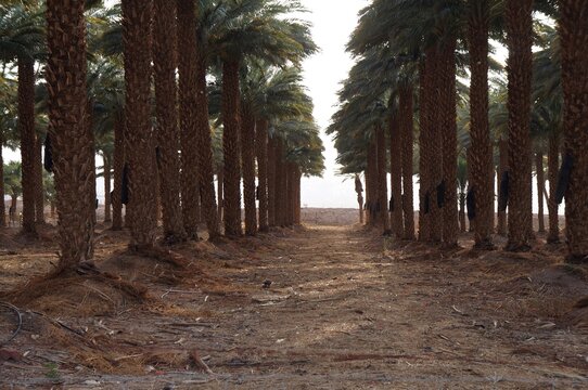 Sunset Upon The Plantation Of Judean Date Palm Trees In Eilat, South Israel