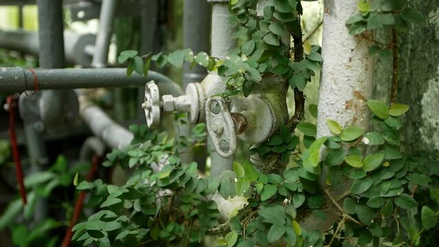 rusty old pipes and pipe valve overgrown with greenery
post-apoalyptic picture
