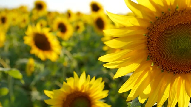 sunflower field sunflower oil production atmospheric background at sunset
panoramic camera movement and refocusing of a group of semi-flowers by one