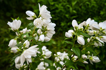 White flowers of Philadelphia.