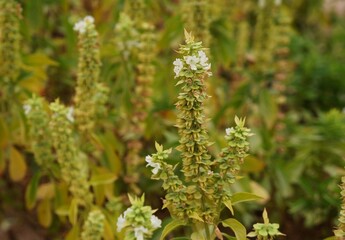 White basil flowers in bloom background, purposely blurred, selective focus
