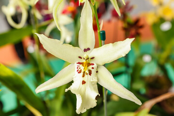 Beallara orchid flower with center focus and rest of image blurred