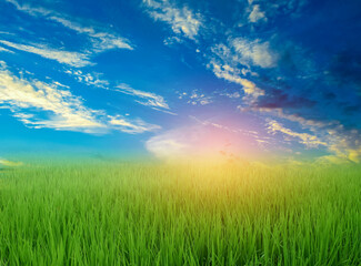 Green rice field in the rainy season and blue sky Beautiful natural scenery in the evening sunset over the rice fields
