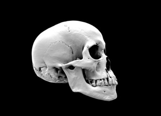 Human skull in profile face a black background. Concept art, death, horror for print, poster. Symbol of spooky Halloween, immortal, pirate. 3d rendering illustration. Graphic Design