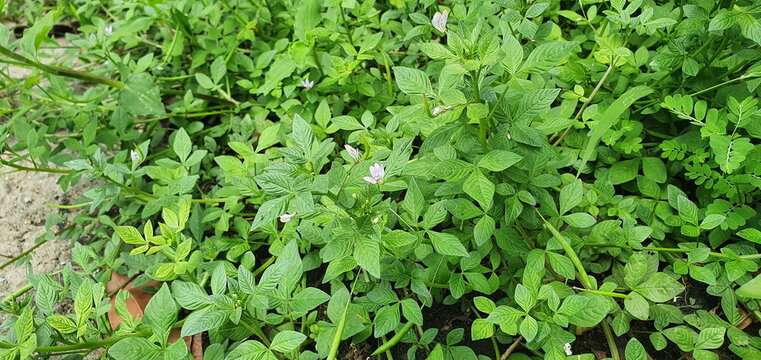 Fresh green leaves and light purple flowers of spider weed. Scientific name Gynandropsis gynandra Linn. or Cleome gynandra Linn. Bitter leaves are commonly pickled to detoxify hydrocyanide before eat
