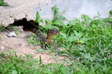Child of the monitor lizard or Varanus,walked out of a hollowed out building with grass all around. Scientific name: It is a large reptile. The rough, scaly skin is black and white-yellow streaks.
