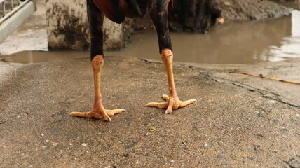orange leg of chickens standing on the ground