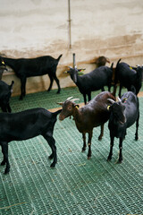 Black goats are standing on the floor at an indoor farm