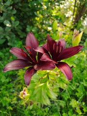 red and white lilies