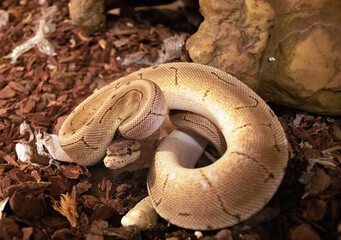 serpents de race python royal