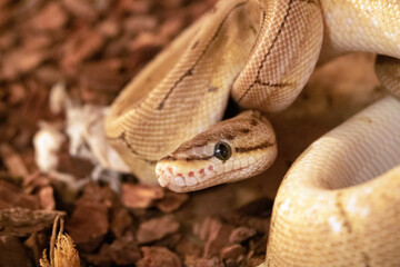 serpents de race python royal