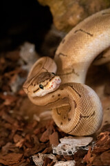 serpents de race python royal