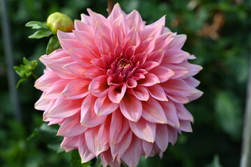 pink blossom of dahlia