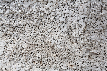 Porous surface texture of a white tree trunk eaten by woodworms.
