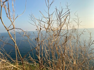 reeds on the sea