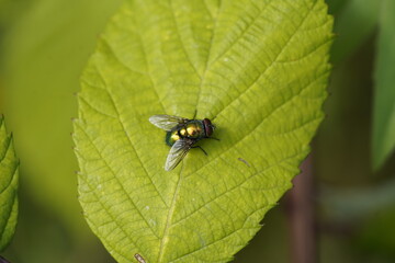 The common green bottle fly (Lucilia sericata) is a blowfly found in most areas of the world and is the most well-known of the numerous green bottle fly species.