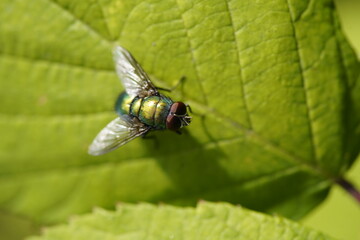 The common green bottle fly (Lucilia sericata) is a blowfly found in most areas of the world and is the most well-known of the numerous green bottle fly species.