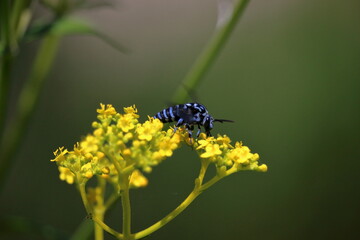 幸せを呼ぶ青い蜂　ブルービー（高知県）
