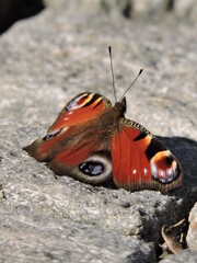 butterfly on a flower