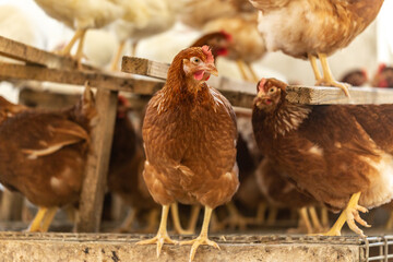 Portrait of chicken in a hen house