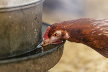 Close-up of a hen drinking out of a dew pond