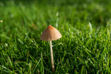 mushroom in grass