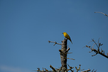 yellow bird