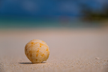 Seashell on sunny beach in maldives. Crossroads Maldives, saii lagoon hotel, july 2021