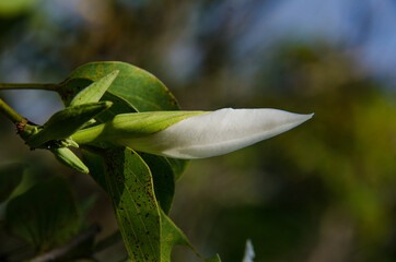white flower on a tree