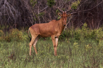 The photo shows one of the fastest and most enduring runners of Antelope Cote's Hartebeest
